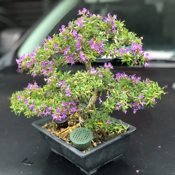 Blue_Bell_Plant_(Hybrid_Pack_Of__1)