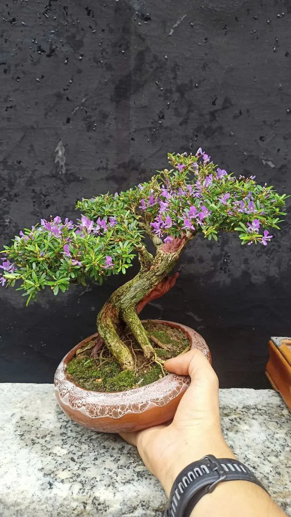 Blue_Bell_Plant_(Hybrid_Pack_Of__1)