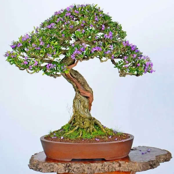 Blue_Bell_Plant_(Hybrid_Pack_Of__1)