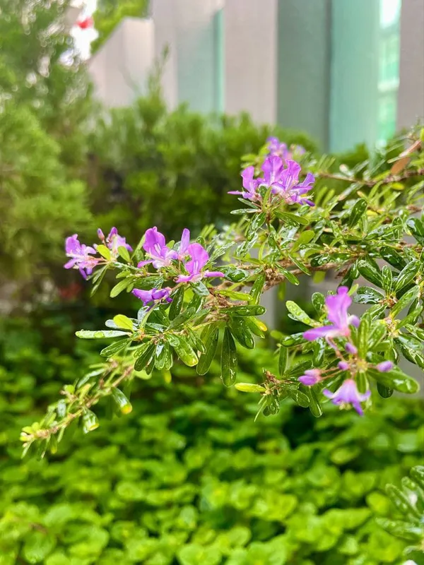 Blue_Bell_Plant_(Hybrid_Pack_Of__1)