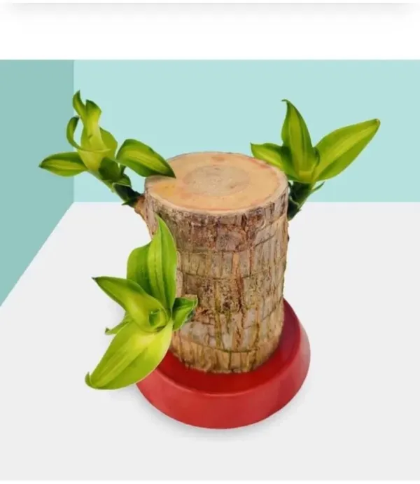 Brazilian_Lucky_Wood_Plant_(Pack_Of_1)