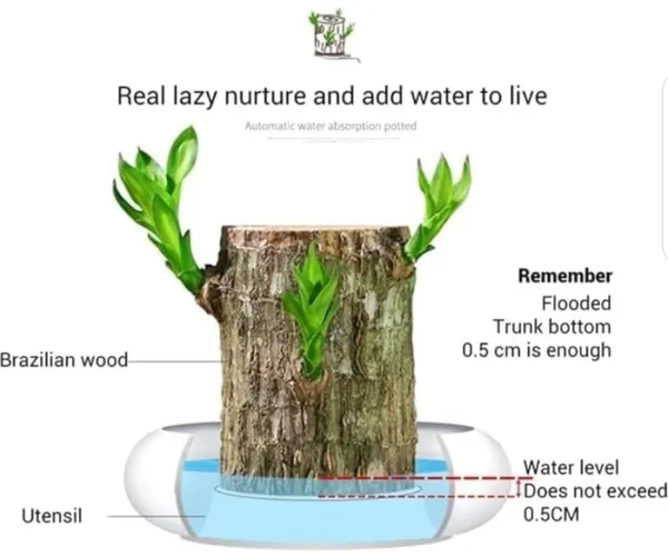 Brazilian_Lucky_Wood_Plant_(Pack_Of_1)