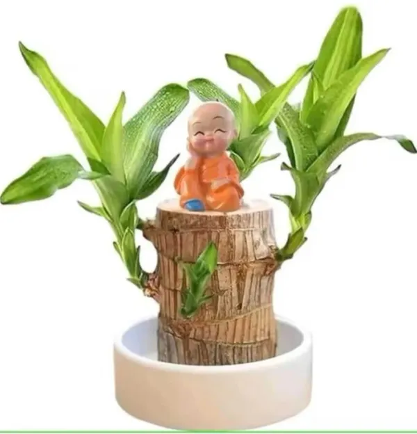 Brazilian_Lucky_Wood_Plant_(Pack_Of_1)