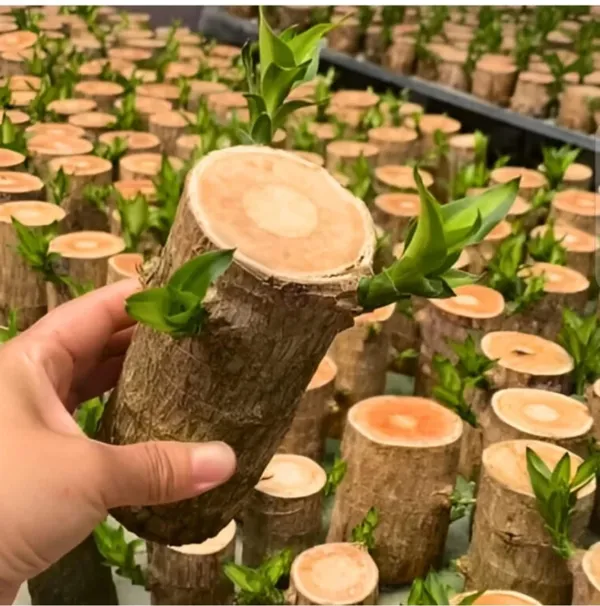 Brazilian_Lucky_Wood_plant