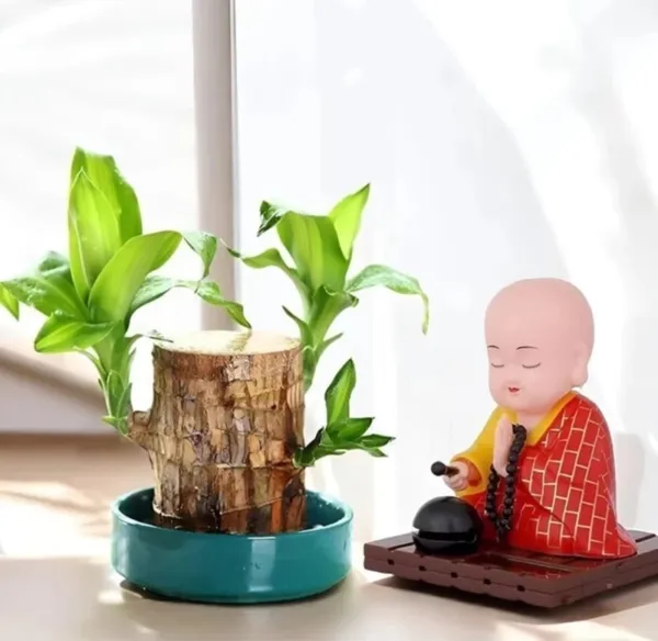 Brazilian_Lucky_Wood_plant
