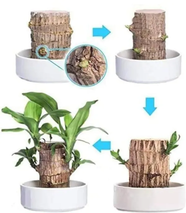 Brazilian_Lucky_Wood_plant