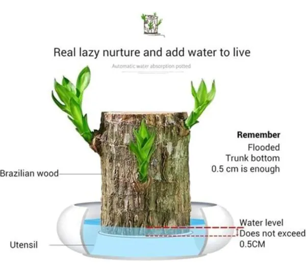 Brazilian_Mini_Lucky_Wood_Plant