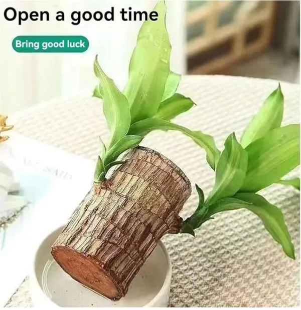 Brazilian_Mini_Lucky_Wood_Plant