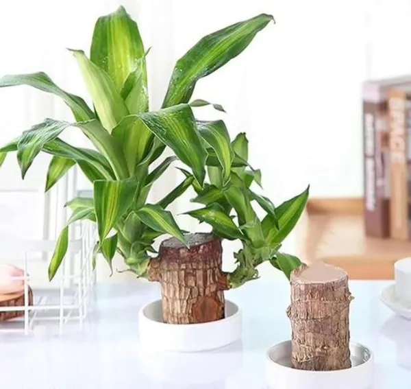 Brazilian_Mini_Lucky_Wood_Plant