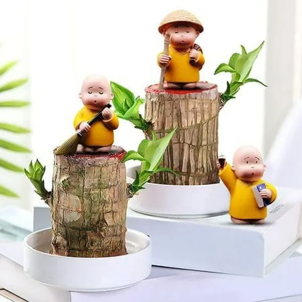 Brazilian_Mini__Lucky_Wood_Plant