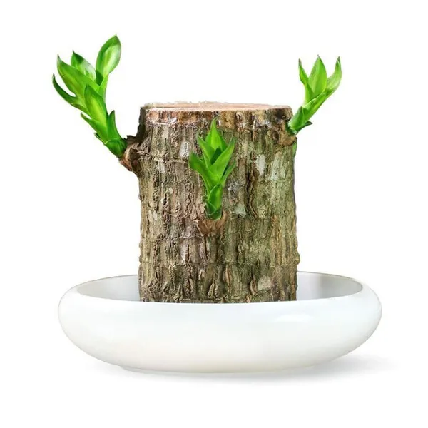 Brazilian_Mini__Lucky_Wood_Plant