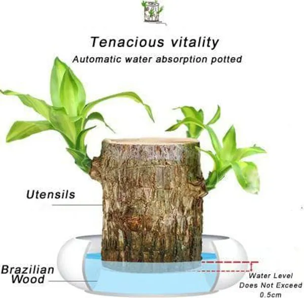 Brazilian_Mini__Lucky_Wood_Plant