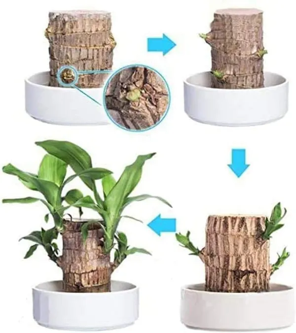 Brazilian_Mini__Lucky_Wood_Plant