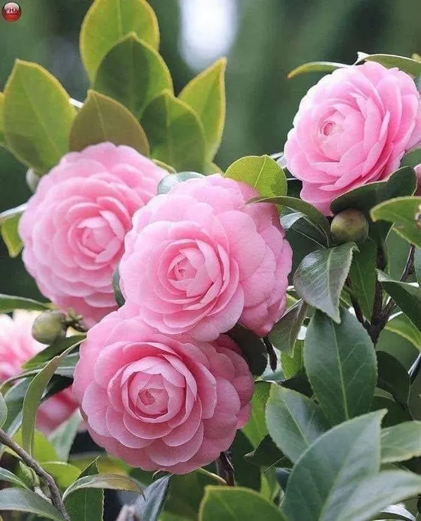 Camellia_flower_πΊπΊπΊ_plant_pink_(Pack_Of_1)