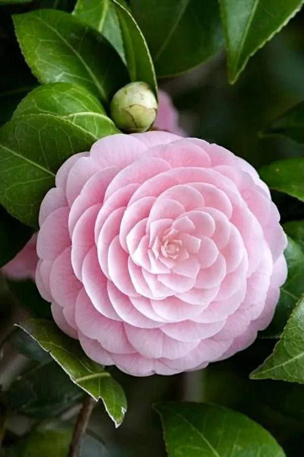Camellia_flower_πΊπΊπΊ_plant_pink_(Pack_Of_1)
