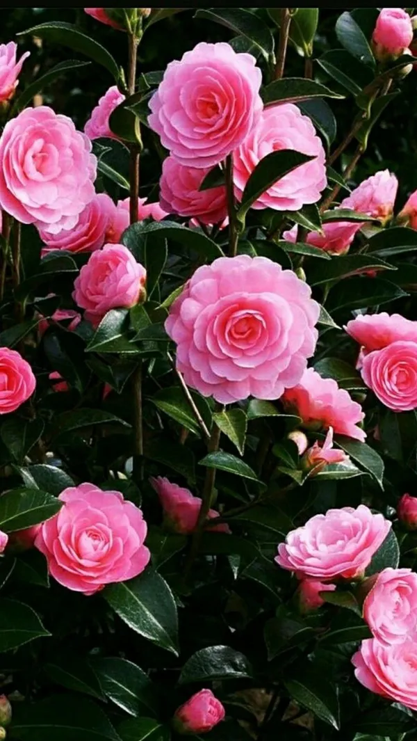 Camellia_flower_πΊπΊπΊ_plant_pink_(Pack_Of_1)