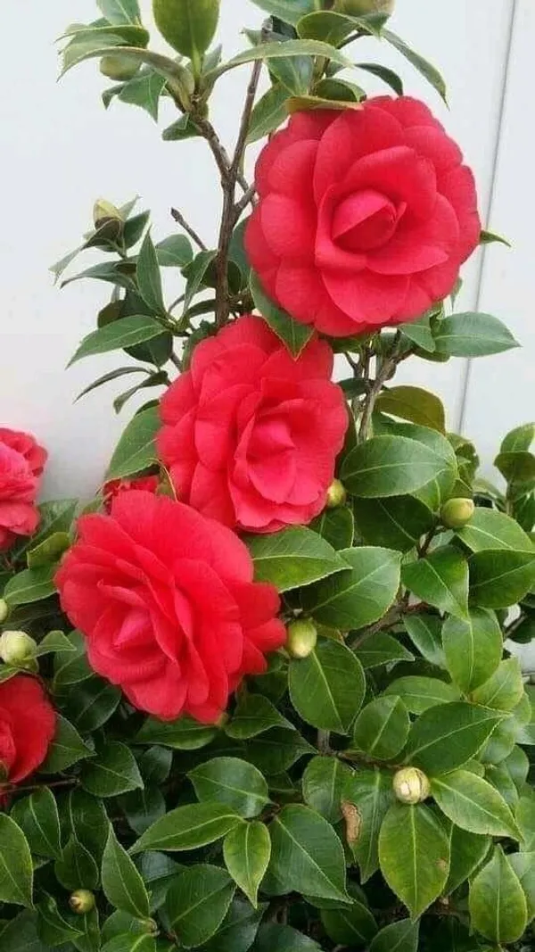 Camellia_flower_plant_red_(Plant_Pack_1)
