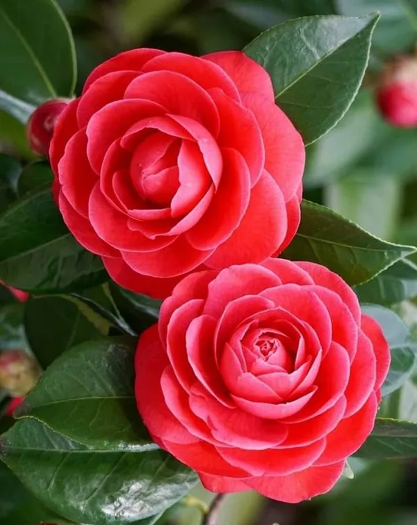 Camellia_flower_plant_red_(Plant_Pack_1)