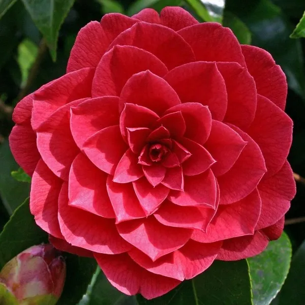 Camellia_flower_plant_red_(Plant_Pack_1)