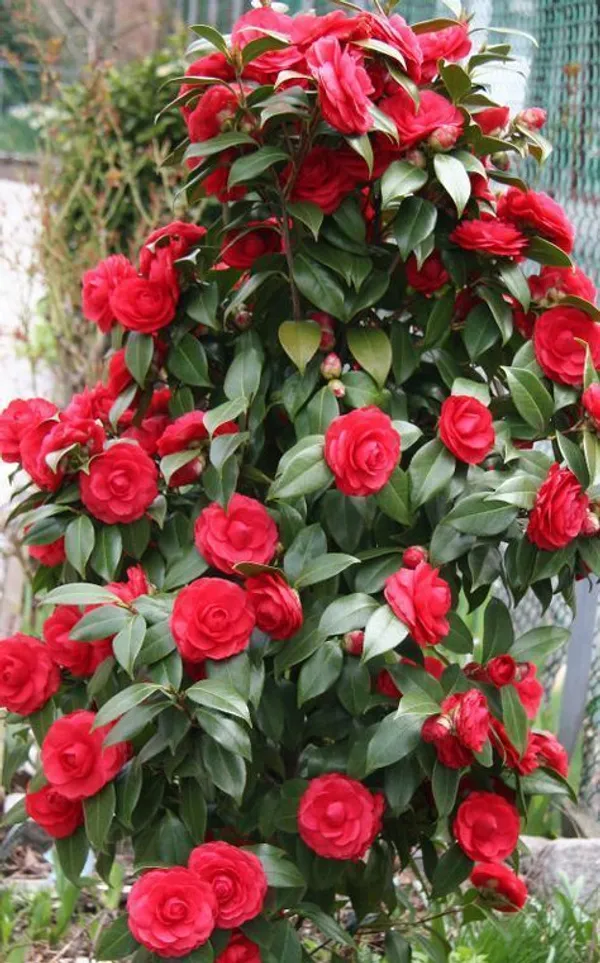 Camellia_flower_plant_red_(Plant_Pack_1)