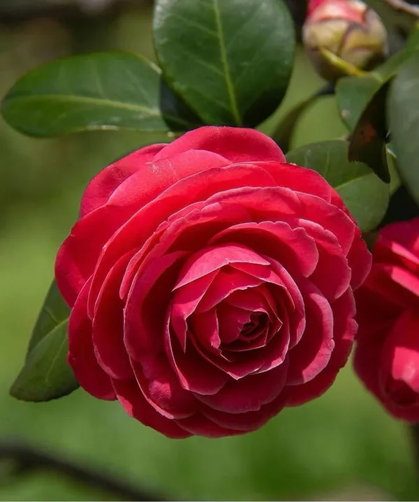 Camellia_flower_plant_red_(Plant_Pack_1)