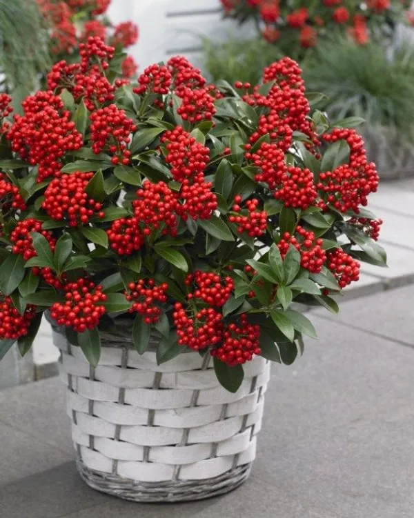 Caralberry_Ardisia_Crenata_Fruit_Plant_(1.5-3_Feet_Pack_Of-1_)