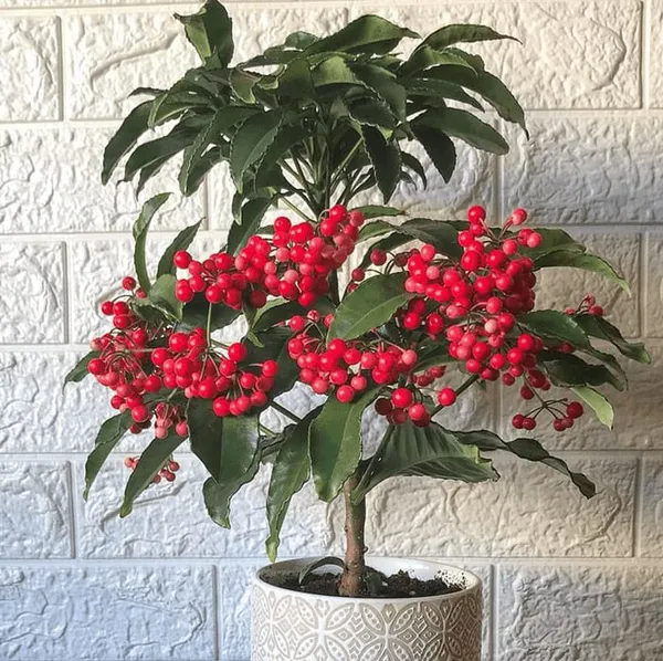 Caralberry_Ardisia_Crenata_Fruit_Plant_(1.5-3_Feet_Pack_Of-1_)