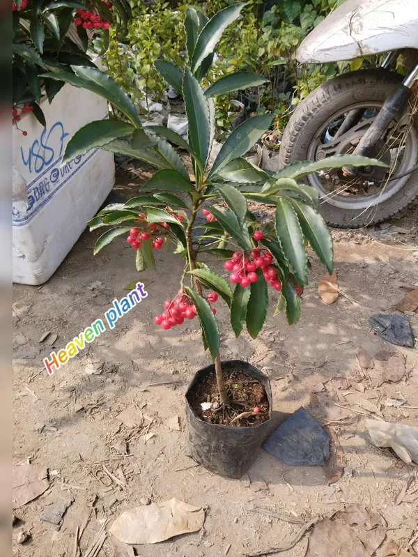 Caralberry_Ardisia_Crenata_Fruit_Plant_(1.5-3_Feet_Pack_Of-1_)