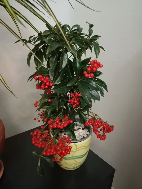Caralberry_Ardisia_Crenata_Fruit_Plant_(1.5-3_Feet_Pack_Of-1_)