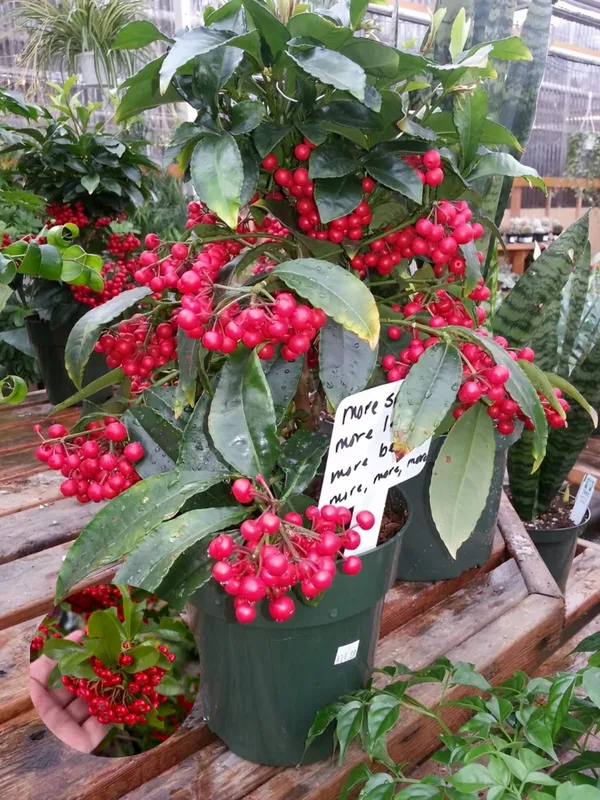 Caralberry_Ardisia_Crenata_Fruit_Plant_(1.5-3_Feet_Pack_Of-1_)