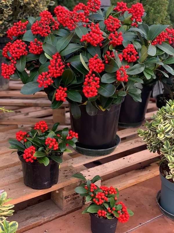 Caralberry_Ardisia_Crenata_Fruit_Plant_(1.5-3_Feet_Pack_Of-1_)