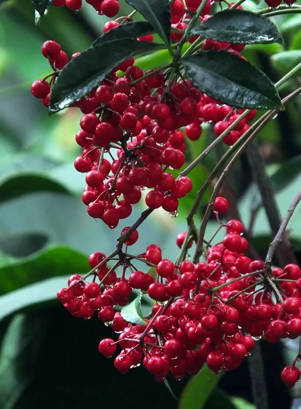 Caralberry_Ardisia_Crenata_Fruit_Plant_(1.5-3_Feet_Pack_Of-1_)