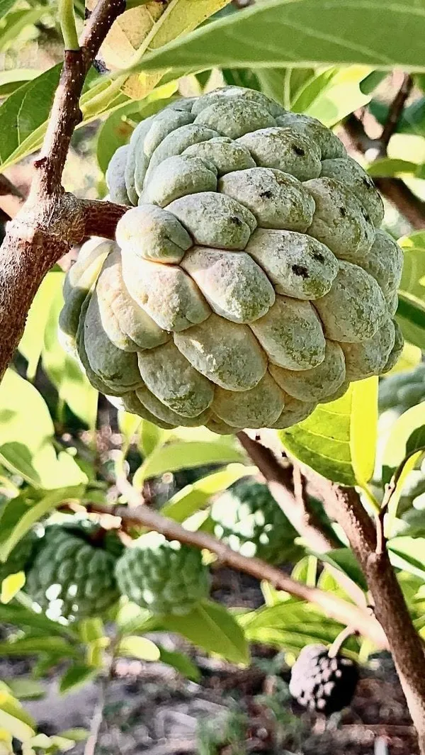 Custard_Apple_Hybrid_Plant_I_Grafted_Plant