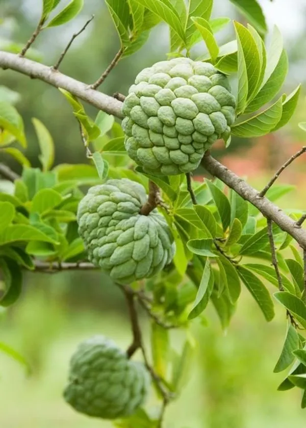Custard_Apple_Hybrid_Plant_I_Grafted_Plant