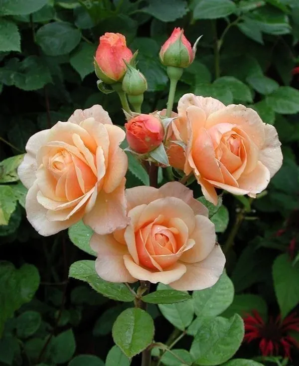 Different_Hybrid_Rose_Plant__(Pack_Of_1)