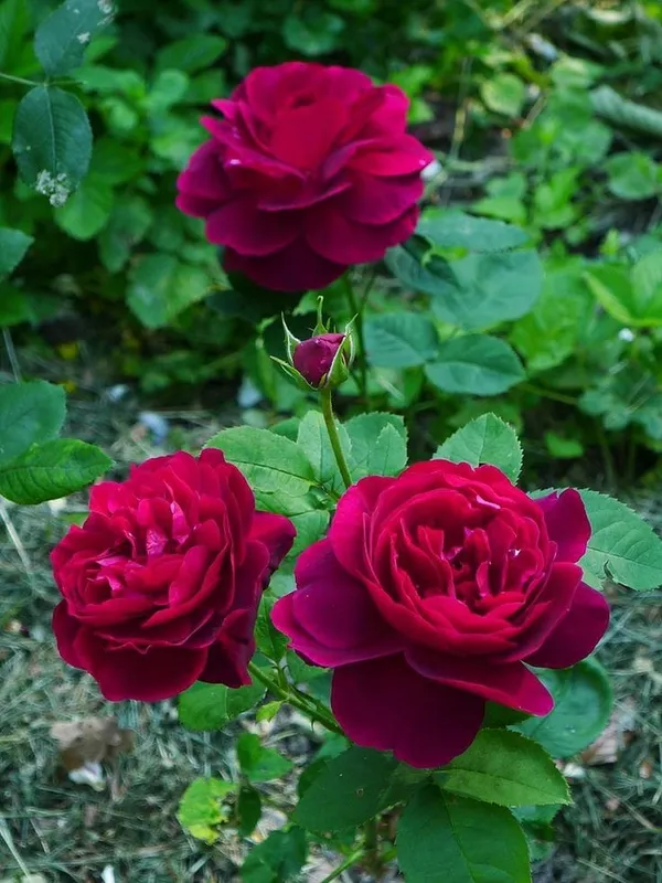 Different_Hybrid_Rose_Plant_(1.5-3_Feet_Height_Pack_Of_1)