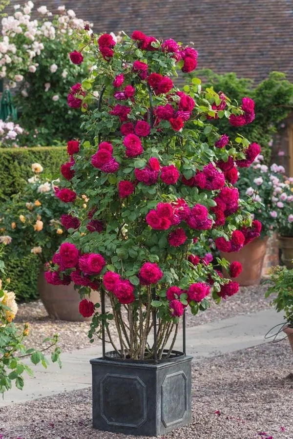 Different_Hybrid_Rose_Plant_(1.5-3_Feet_Height_Pack_Of_1)