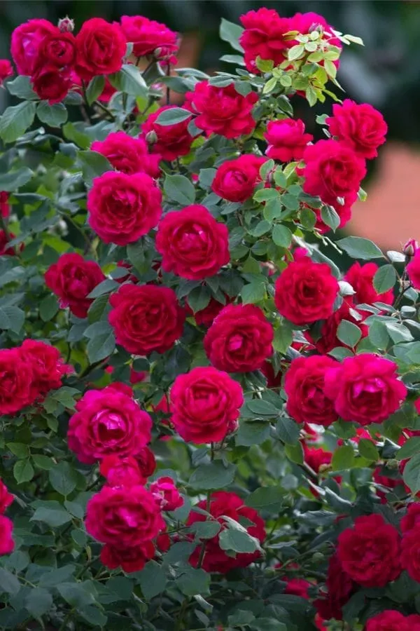 Different_Hybrid_Rose_Plant_(1.5-3_Feet_Height_Pack_Of_1)