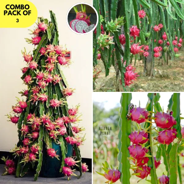 Dragon_Fruit_Plant_Combo_Pack_Of_3