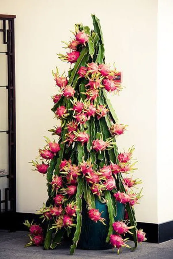 Dragon_Fruit_Plant_Combo_Pack_Of_3