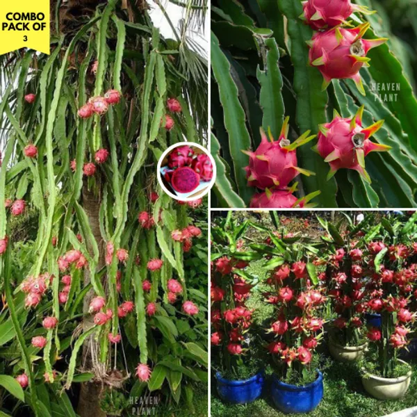 Dragon_Fruit_Plant_Combo_Pck_Of_3