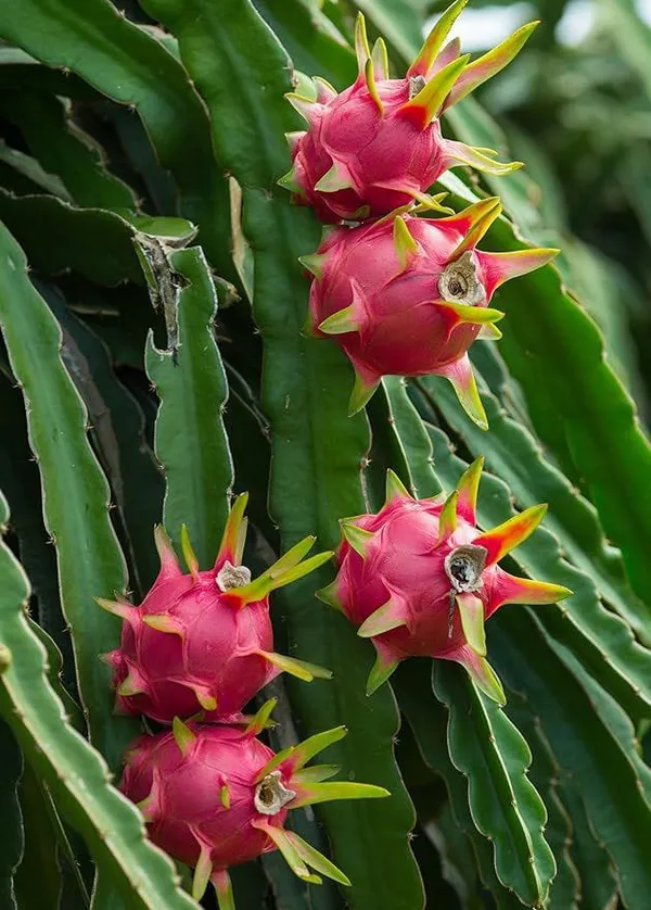 Dragon_Fruit_Plant_Combo_Pck_Of_3