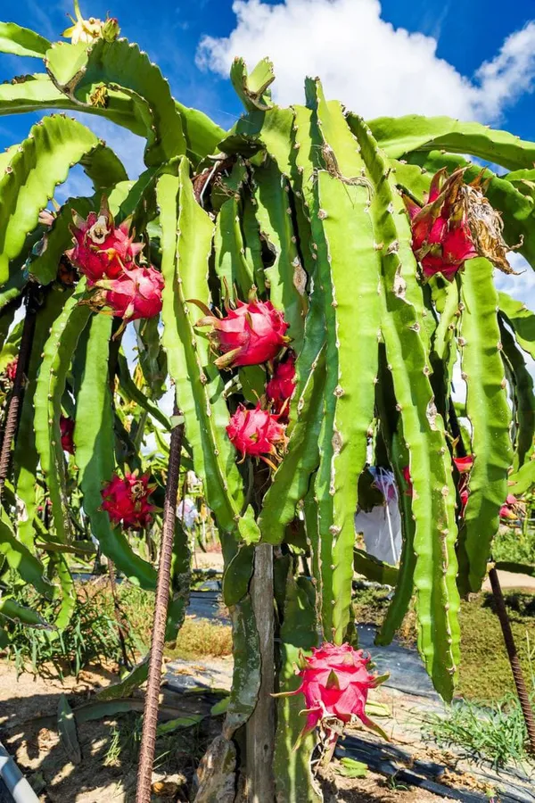 Dragon_Fruit_Plant__|_Hybrid__Plant_Cambo_Pack__Of_6