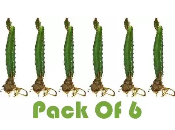 Dragon_Fruit_Plant__|_Hybrid__Plant_Cambo_Pack__Of_6