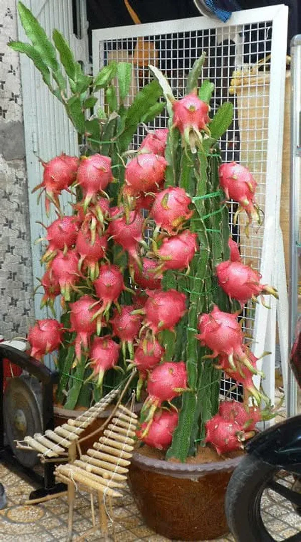 Dragon_Fruit_Plant__|_Hybrid__Plant_Cambo_Pack__Of_6