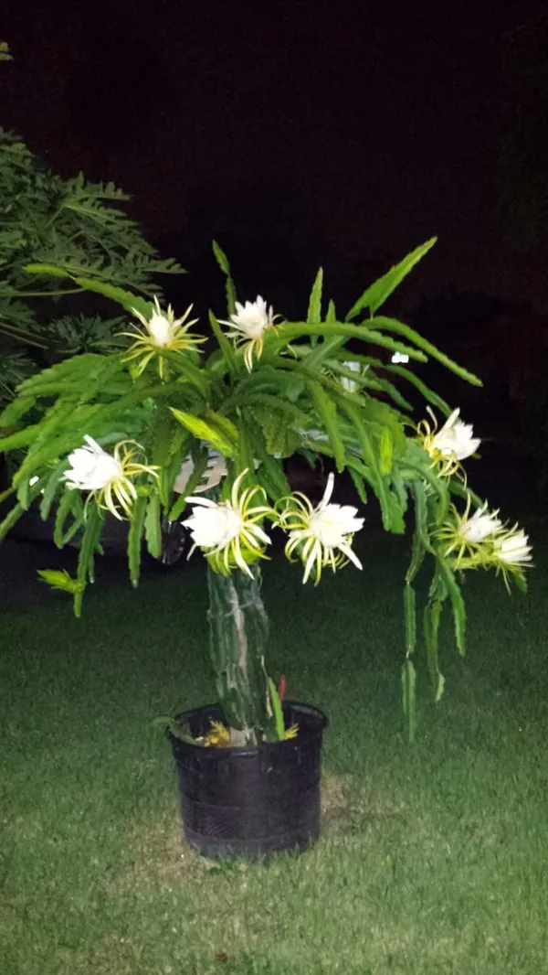 Dragon_Fruit_Plant__|_Hybrid__Plant_Cambo_Pack__Of_6