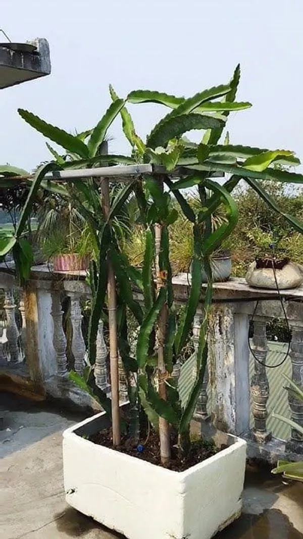 Dragon_Fruit_Plant__|_Hybrid__Plant_Cambo_Pack__Of_6