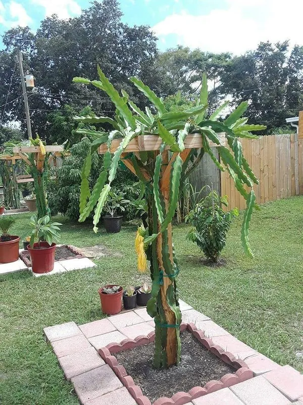 Dragon_Fruit_Plant__|_Hybrid__Plant_Cambo_Pack__Of_6