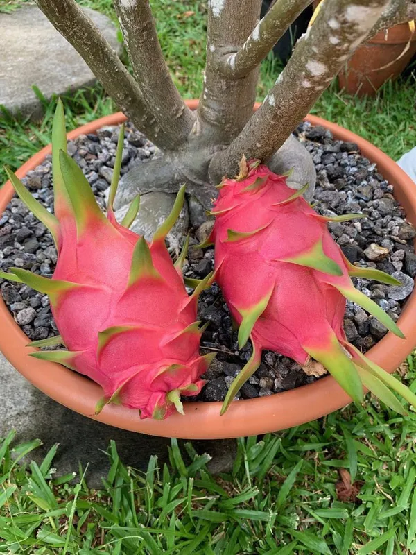 Dragon__Fruit_Plant_Combo_Pack_Of_4