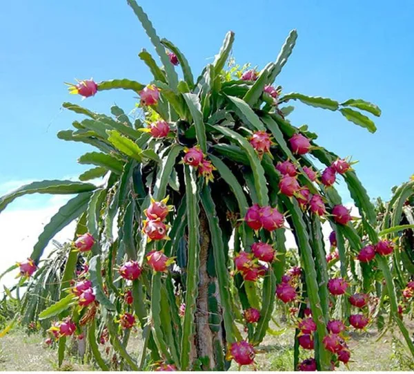 Dragon__Fruit_Plant_Combo_Pack_Of_4_I